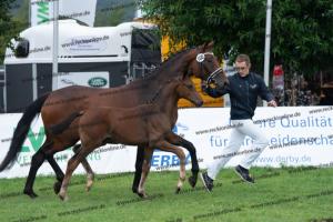 105 For Romance I x Sir Donnerhall I DSC03379