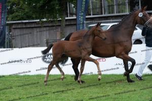 105 For Romance I x Sir Donnerhall I DSC03385