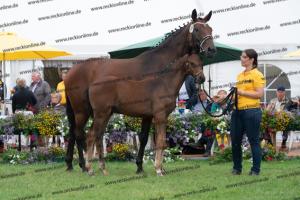 105 For Romance I x Sir Donnerhall I DSC03625