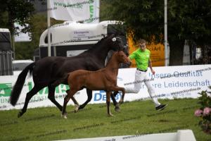 107 Vitalis x Ferro BU7I2573