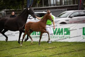 107 Vitalis x Ferro BU7I2576