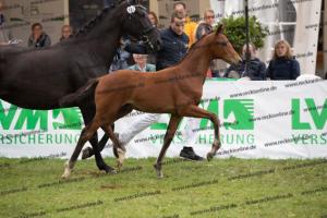 107 Vitalis x Ferro BU7I2958