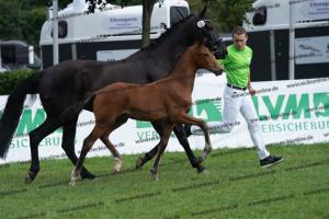 107 Vitalis x Ferro DSC03148