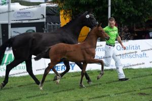 107 Vitalis x Ferro DSC03149