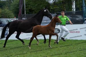 107 Vitalis x Ferro DSC03152