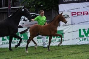 107 Vitalis x Ferro DSC03155