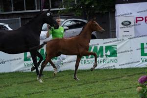 107 Vitalis x Ferro DSC03176