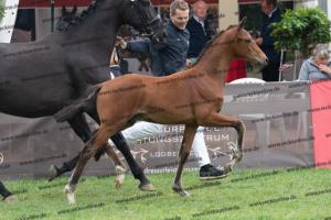 107 Vitalis x Ferro DSC03651