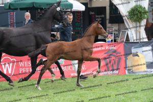 107 Vitalis x Ferro DSC03652