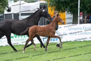 107 Vitalis x Ferro DSC03659