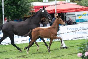 107 Vitalis x Ferro DSC03660