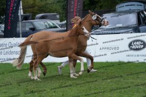 170 Dallmayr K x Manchester United DSC04804