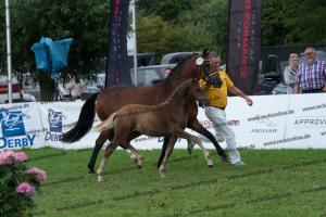 172 Golden Grey x A new Star I DSC04815