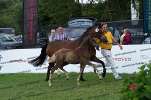 172 Golden Grey x A new Star I DSC04816