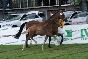 172 Golden Grey x A new Star I DSC04819