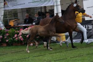 172 Golden Grey x A new Star I DSC04828