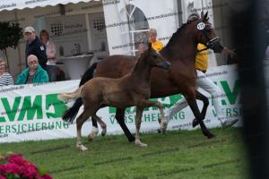 172 Golden Grey x A new Star I DSC04830