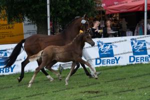 172 Golden Grey x A new Star I DSC04838