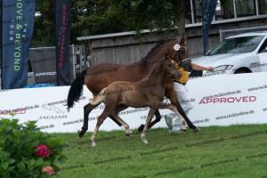 172 Golden Grey x A new Star I DSC04843