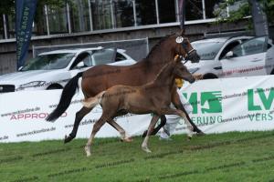 172 Golden Grey x A new Star I DSC04844