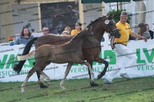 172 Golden Grey x A new Star I DSC05698