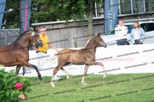 172 Golden Grey x A new Star I DSC05711