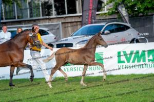 172 Golden Grey x A new Star I DSC05712