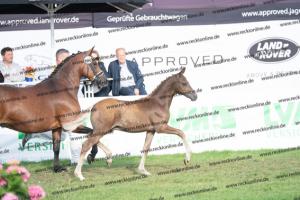 172 Golden Grey x A new Star I DSC05714