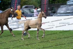 174 Socrates x Oosteinds Ricky DSC04850