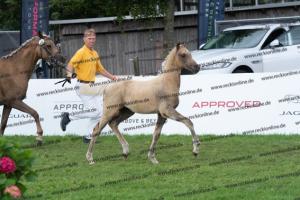 174 Socrates x Oosteinds Ricky DSC04853