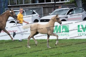 174 Socrates x Oosteinds Ricky DSC04854