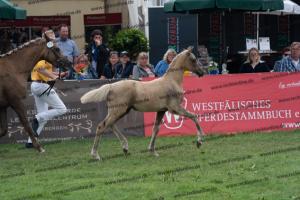 174 Socrates x Oosteinds Ricky DSC04862