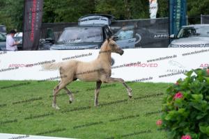 174 Socrates x Oosteinds Ricky DSC04864