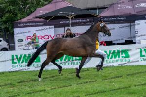 029 Lancer III x Cornet Obolensky (Latina) DSC01174