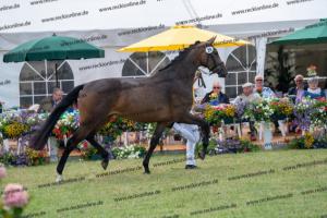 029 Lancer III x Cornet Obolensky (Latina) DSC01176