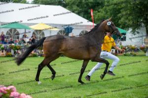 029 Lancer III x Cornet Obolensky (Latina)  A1P6195