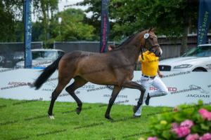 029 Lancer III x Cornet Obolensky (Latina)  A1P6198