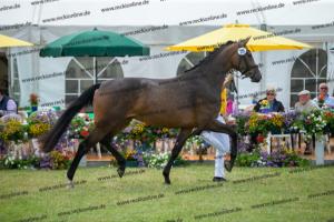 029 Lancer III x Cornet Obolensky (Latina)  A1P6200