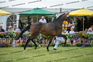 029 Lancer III x Cornet Obolensky (Latina)  A1P6201