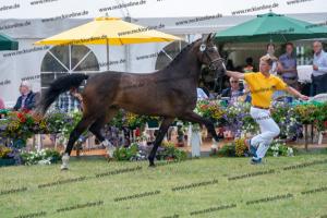 030 Cavtat PKZ x Calypso II (Chica) DSC01197