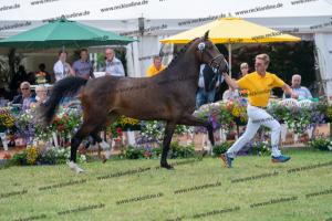 030 Cavtat PKZ x Calypso II (Chica) DSC01198