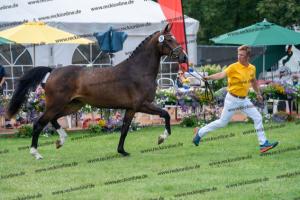 030 Cavtat PKZ x Calypso II (Chica) DSC01200