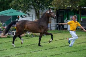 030 Cavtat PKZ x Calypso II (Chica) DSC01201