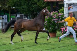 030 Cavtat PKZ x Calypso II (Chica) DSC01202