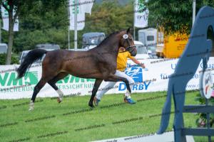 030 Cavtat PKZ x Calypso II (Chica) DSC01205