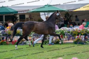 030 Cavtat PKZ x Calypso II (Chica) DSC01213