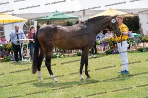 030 Cavtat PKZ x Calypso II (Chica) DSC01397