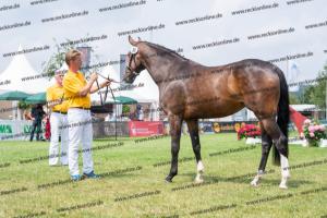 030 Cavtat PKZ x Calypso II (Chica) DSC01401