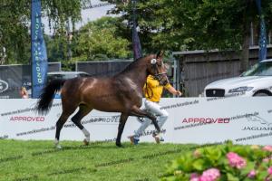 030 Cavtat PKZ x Calypso II (Chica) DSC01419