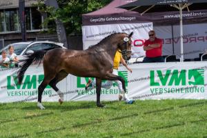 030 Cavtat PKZ x Calypso II (Chica) DSC01421